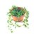 Senecio Radicans "SENECIO BANANITA" - M15