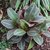 Siderasis Fuscata - M12