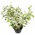 Ficus Benjamina "STARLIGHT" - comprar online