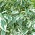 Ficus Benjamina "STARLIGHT" en internet