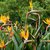 Strelitzia Reginae "FLOR DE PAJARO O AVE DE PARAISO" en internet