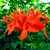Tecoma Capensis o Bignonia Capensis - 4L en internet