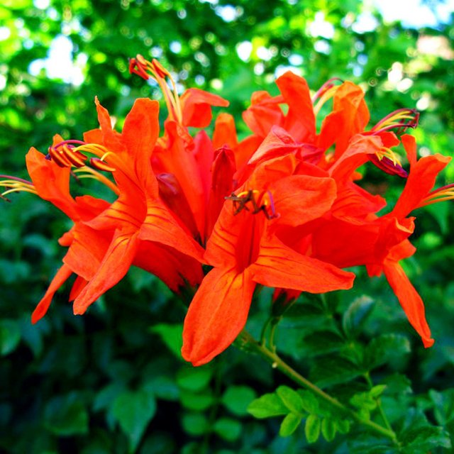 Tecoma Capensis o Bignonia Capensis - 4L - FILOMENA