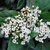 Viburnum Tinus Compacto "LAURENTINO COMPACTO" - 4L