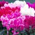 Cyclamen "VIOLETA DE LOS ALPES" en internet