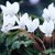 Cyclamen "VIOLETA DE LOS ALPES"