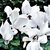 Cyclamen "VIOLETA DE LOS ALPES" - FILOMENA