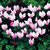 Cyclamen "VIOLETA DE LOS ALPES" - tienda online