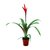 Vriesea Elan - M12 - comprar online