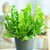 Asplenium Crispi Wave - M11