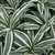 Warnekii Variegado