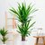 Yuca Elephantipes Nana - 3L (1 cabeza)