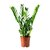 Zamioculcas Zamiifolia - M14 - comprar online