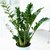 Zamioculcas Zamiifolia - M14