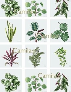 PLANTAS S266 - SUBLIMACIÓN A4