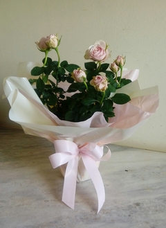 Mini-Rosa - Floricultura Esquina das Flores - Espírito Santo do Pinhal 