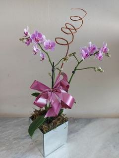 Mini Orquidea Phalaenopsis - comprar online
