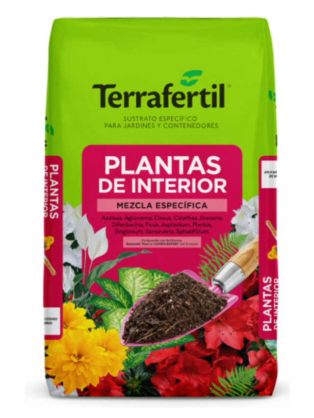 Plantas de interior - Comprar en Vivero el potro