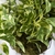 Planta Colgante - comprar online