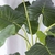 Planta Orejas de elefante - comprar online