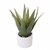 Aloe
