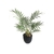 Mini Palmera II
