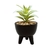 Maceta Chica Vintage con Planta