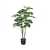 Planta Monstera
