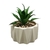 Maceta con Planta