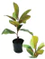 Planta Magnolia