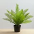 Planta Helecho en Maceta Negra - comprar online