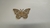Mariposa B 10cm - comprar online