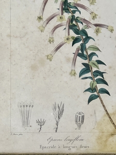 Grabado Inglés,  principios Siglo XIX