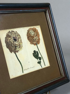 Grabado original Inglés Botánica siglo XIX - comprar online