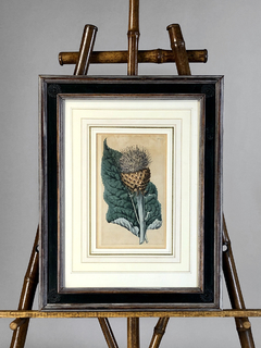 Grabado con flores Siglo XIX - Mayflower
