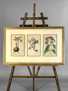 Imagen de Grabado Inglés con flores Siglo XIX