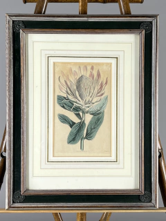 Grabado con flores Siglo XIX - Mayflower