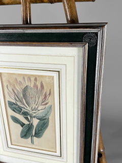 Grabado con flores Siglo XIX - tienda online