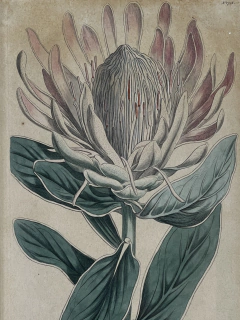 Grabado con flores Siglo XIX - comprar online