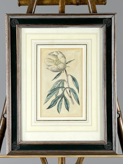 Grabado con flores Siglo XIX en internet