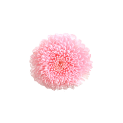 Crisantemo Focus (pack 12u) - tienda online