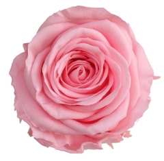 Rosa sin tallo - (pack 6u) - comprar online