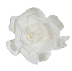 Gardenias (Pack 3u) - ALLES GRÜN