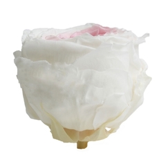 Rosa Jardín Bicolor (pack 6u) - ALLES GRÜN