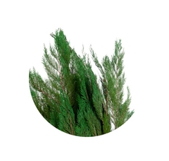 Thuja Orientalis - comprar online