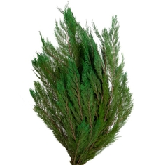 Thuja Orientalis