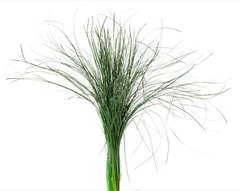 Bear Grass Garden