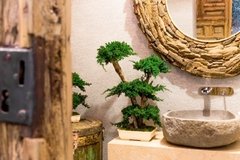 Juniperus Bonsai - comprar online