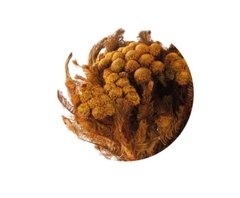 Brunia Albiflora - ALLES GRÜN