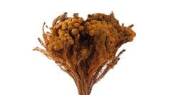 Brunia Albiflora en internet